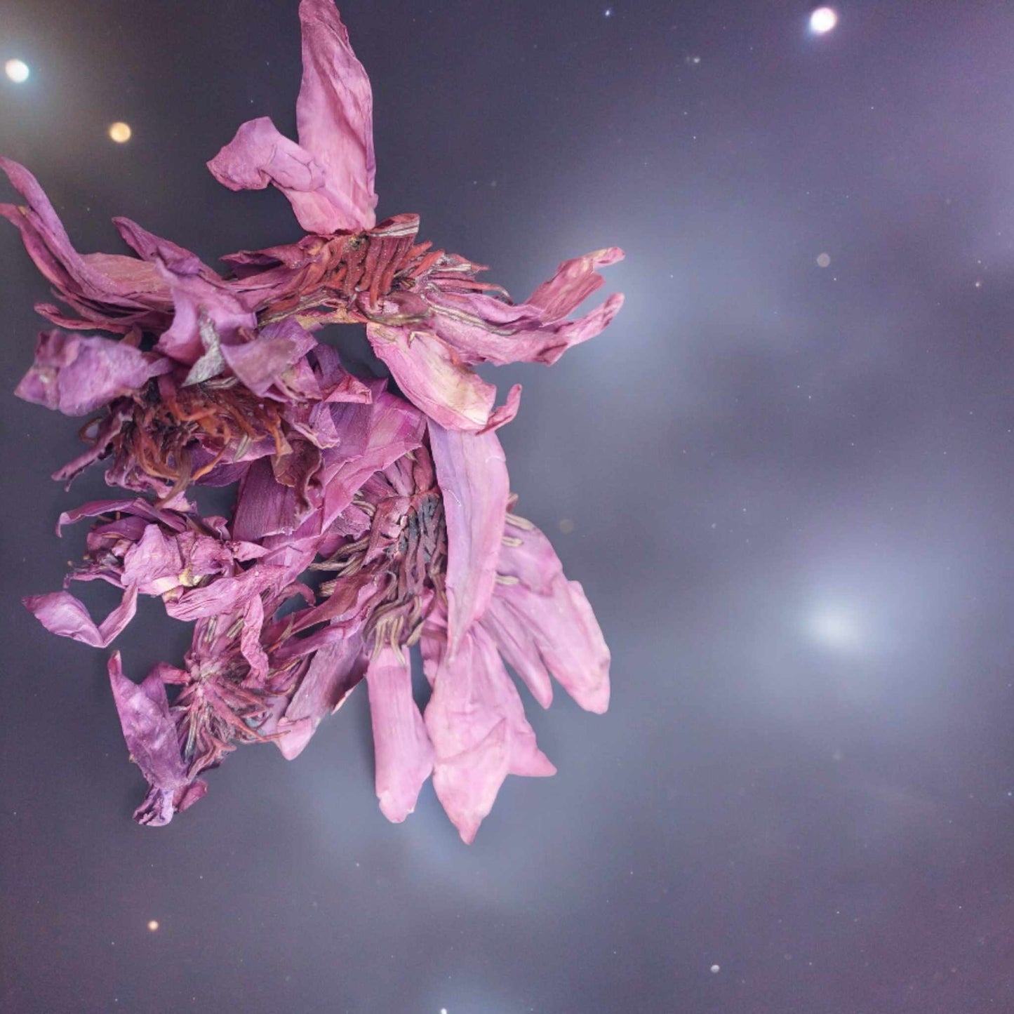 Dried Red lotus (Unshredded flowers)