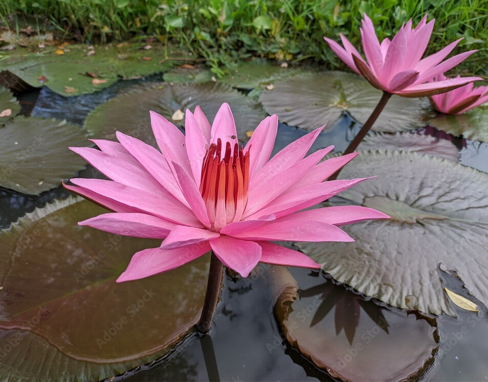 Dried Red lotus