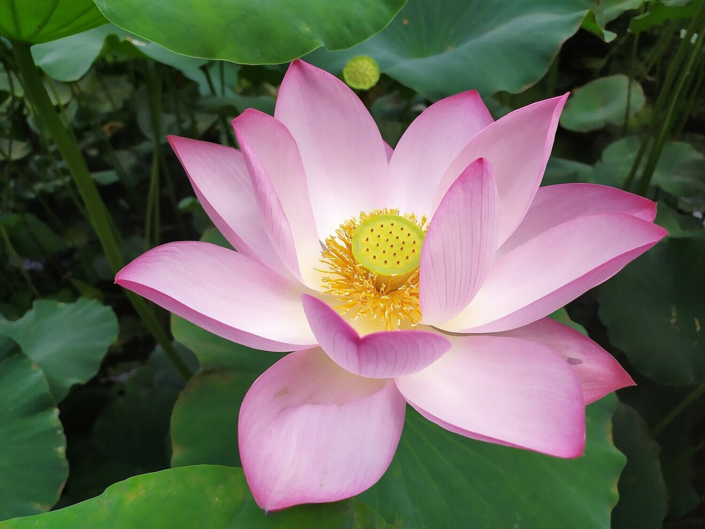 Dried Pink lotus