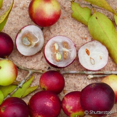 Dried Camu Camu (natural source of vit C)