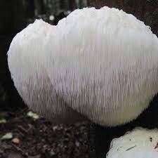 Džiovintų liūto karčių grybų milteliai (Hericium erinaceus). Auginta su meile