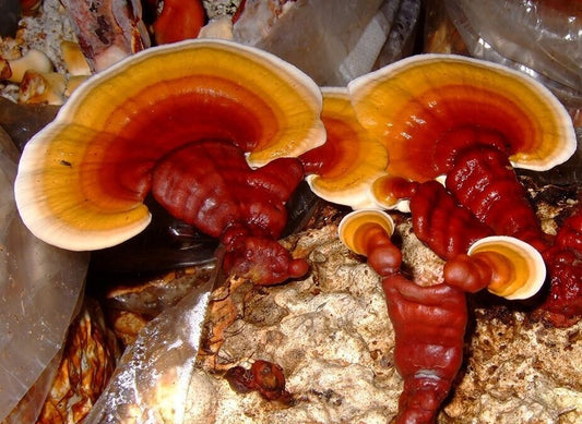 Džiovintų Reishi grybų milteliai (Ganoderma lingzhi). Augintas su meile