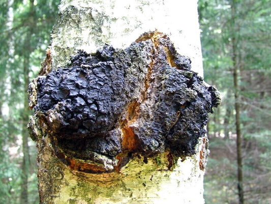 Džiovinti Chaga grybai (milteliai), auginami su meile