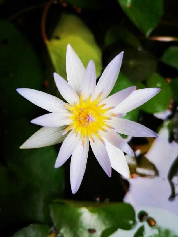 Dried White Lotus (tea)