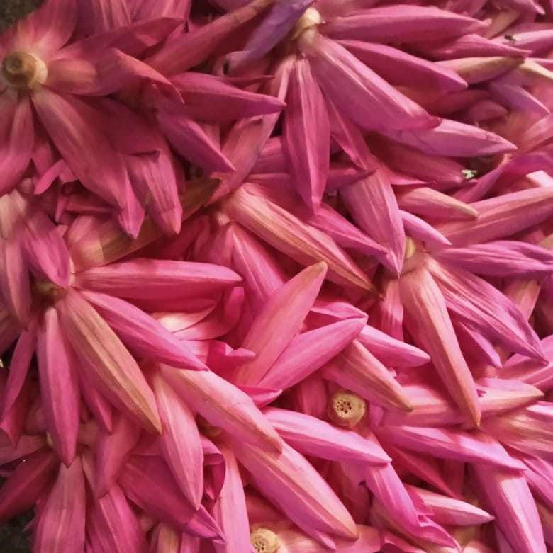 Dried Red lotus (Unshredded flowers)