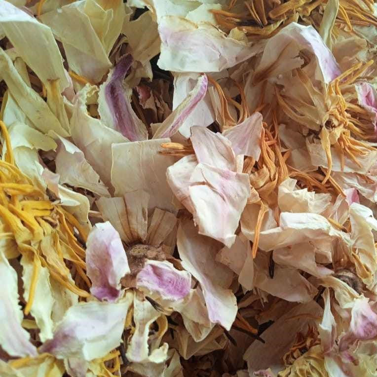 Dried White lotus (Unshredded flowers)