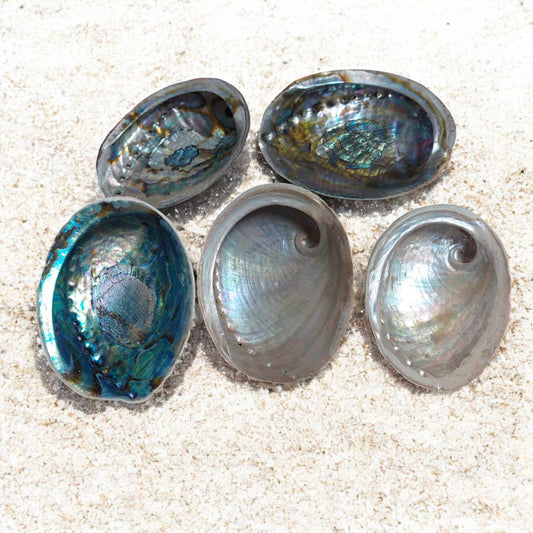 Abalone shell (can be used as a censer)