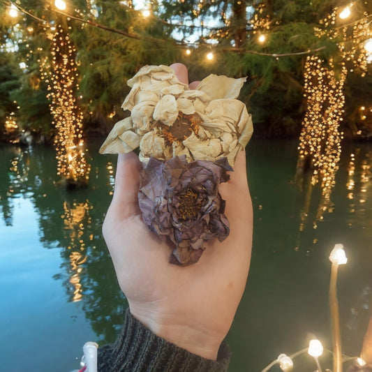 Dried TRUE lotus (Nelumbo Nucifera - Unshredded flowers)