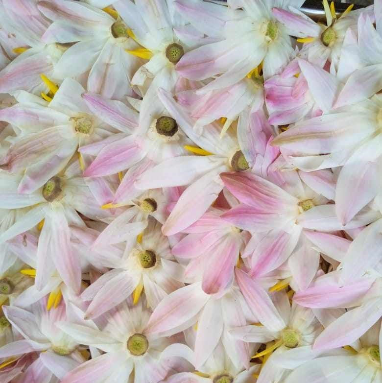 Dried White lotus (Unshredded flowers)