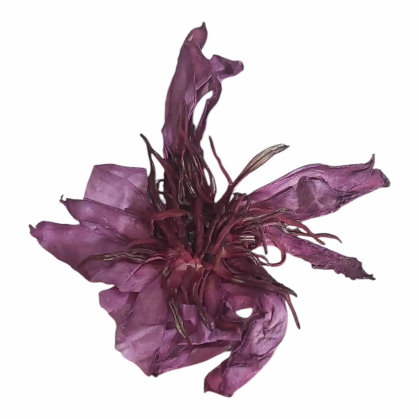 Dried Red Lotus (Unshredded flowers)