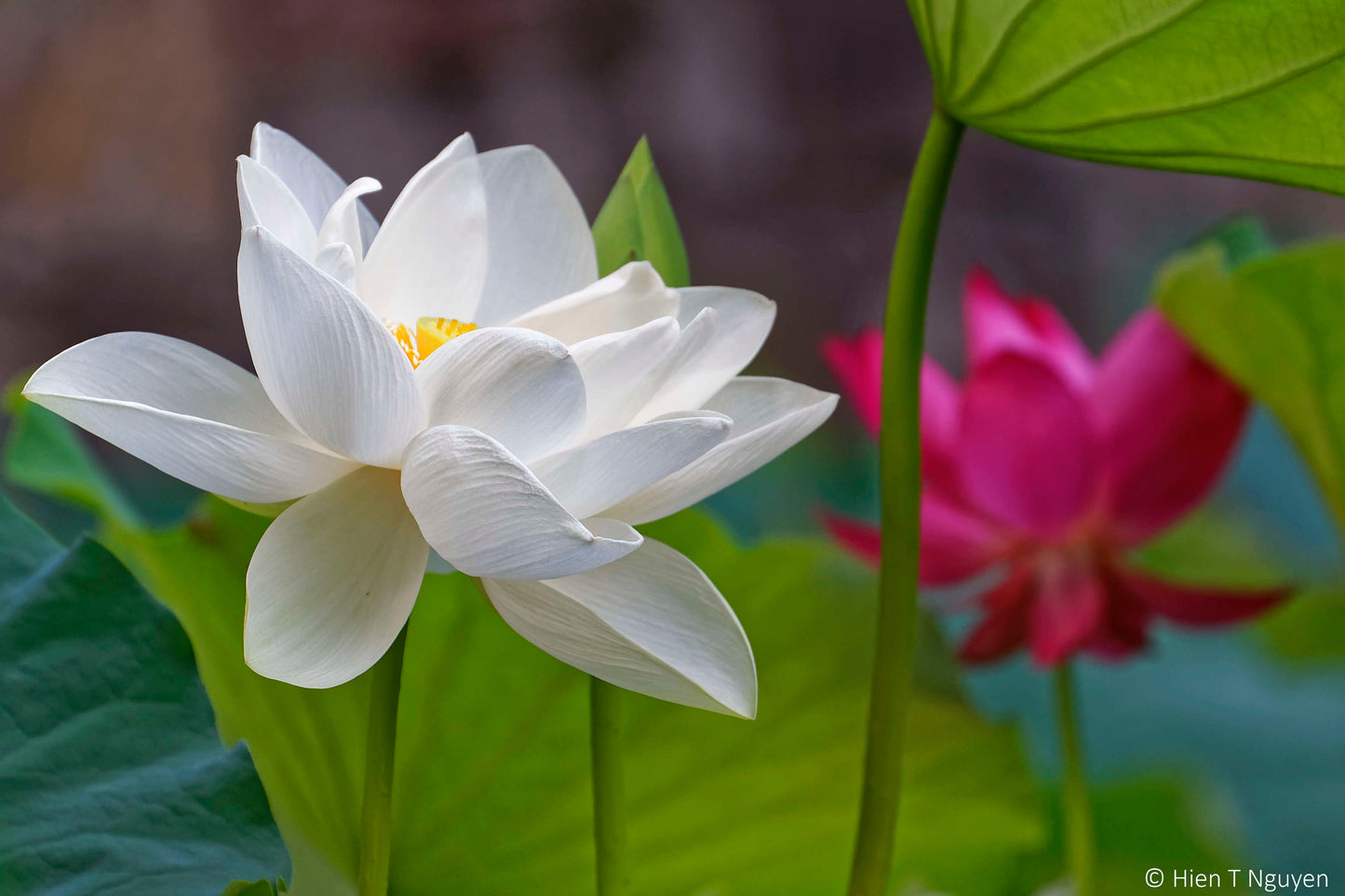 Džiovintas TIKRASIS lotosas (Nelumbo Nucifera - Nesmulkintos gėlytės)